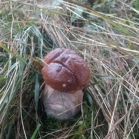 Гостевой дом усадьба в горах кристиан *