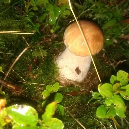 Гостевой дом усадьба в горах кристиан *