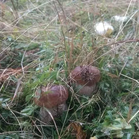 Гостевой дом усадьба в горах кристиан *