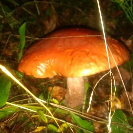 Гостевой дом усадьба в горах кристиан *